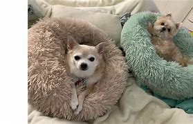 Image result for Donut Dog Beds