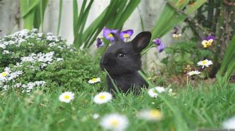 Image result for Spring Pet Wallpaper