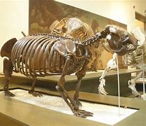 Image result for Giant Ground Sloth Skeleton