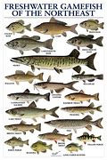 Image result for Freshwater Lake Fish