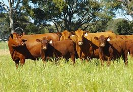 Image result for Red Angus Cattle