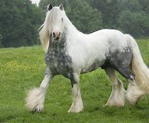 Image result for Most Beautiful Gypsy Horse