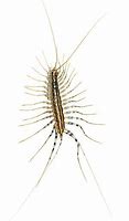 Image result for Arthropod Legs