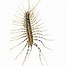 Image result for Arthropod Legs