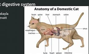 Image result for Cat Digestive Tract