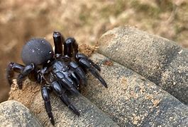 Image result for Trap Door Spider New England