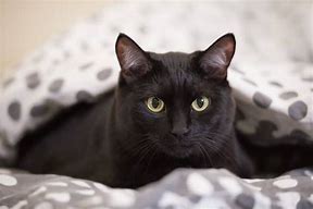 Image result for Black Cat Breeds