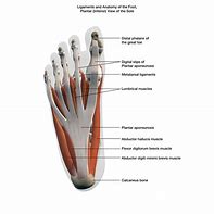 Image result for Foot Anatomy Plantar Arch