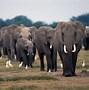 Image result for Clever Elephant