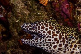 Image result for A Moray Eel