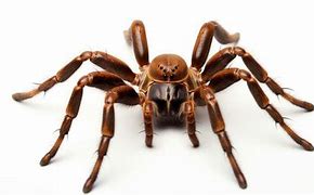 Image result for Trapdoor Spider Cute