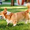 Image result for Corgi with Buzz Cut