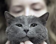 Image result for Real Cat Pet