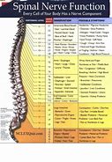 Image result for Thoracic Spinal Nerves Chart