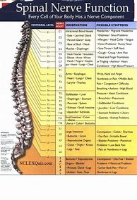 Image result for Spinal Nerve Function Chart