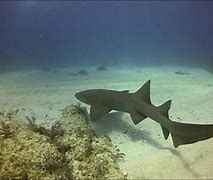 Image result for Nurse Shark Pet