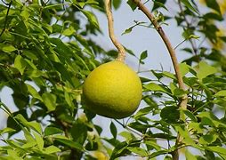 Image result for Aegle Marmelos Fruit