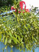 Image result for Mistletoe Plant