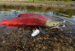 Image result for Rainbow Salmon