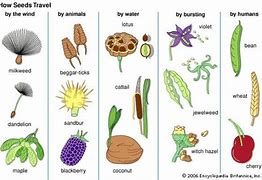 Image result for Seed Dispersal Plants