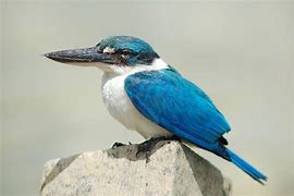 Image result for Collared Kingfisher