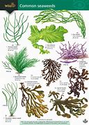 Image result for Taranaki Seaweed Species