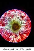 Image result for Grape Seed Oil Under Microscope