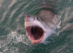 Image result for Real Shark in Jaws Filming