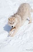 Image result for Wolf Pup Artic