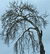 Image result for A Tree That Is Sad