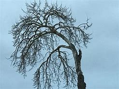 Image result for Sad Tree