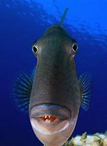 Image result for Happy Fish Face