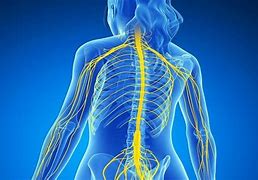 Image result for Buttock Nerves