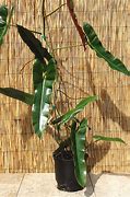 Image result for Atha Plant