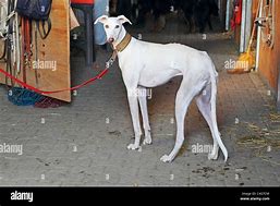 Image result for Galgo Spanish Hunting Dog