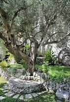 Image result for Back Yard Olive Tree Bench