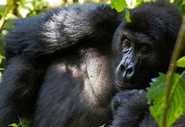 Image result for Congo Gorilla