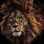 Image result for Big Lion Roaring