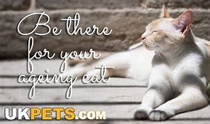 Image result for senior cat care