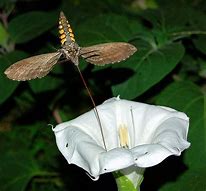 Image result for Hornworm Moth Life Cycle