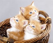 Image result for Cute Cats and Kittens Pictures