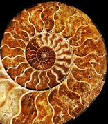 Image result for fractal shape nature