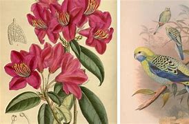 Image result for Botanical Illustrations Free