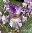 Image result for Bearded Iris by Name