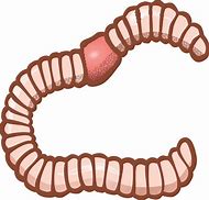 Image result for Reading Worm Clip Art