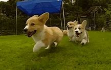 Image result for Corgi Puppies Running