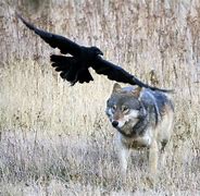 Image result for Ravenloft Worg Wolf