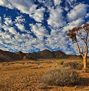 Image result for sub-Saharan Trees