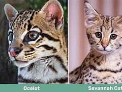 Image result for The Savannah Cat