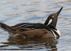 Image result for Immature Male Hooded Merganser